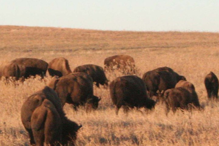 Short Prairie Grass - 0101_070201