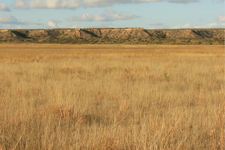 Tall Prairie Grass - 0101_070202