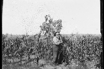 Grasshopper Plague 0701_0501